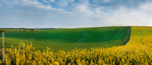 farm field lines of green field and rapeflowerfield landscape photo