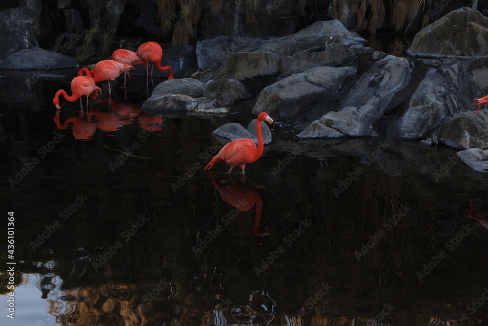 Fototapeta premium Flamencos