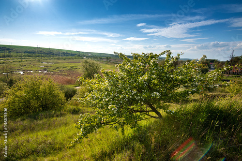hill to the rock with a lone flowering tree and swamps below