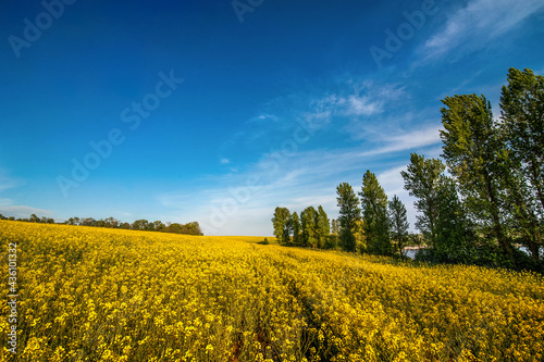 rapeseed field, wide angle, landscape with trees