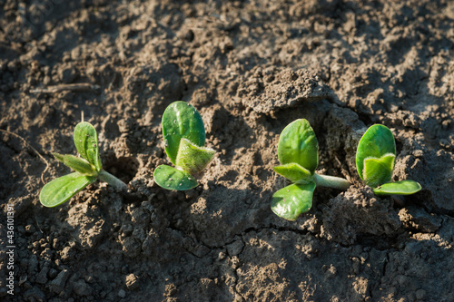Sunflower seedlings appeared on the soil in the field