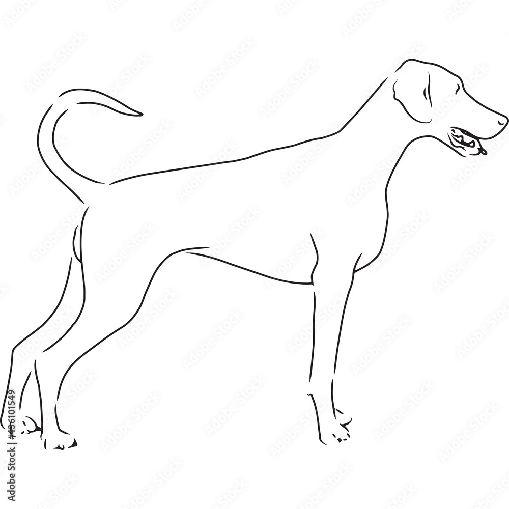 Doberman Dog, Hand Sketched Vector Drawing