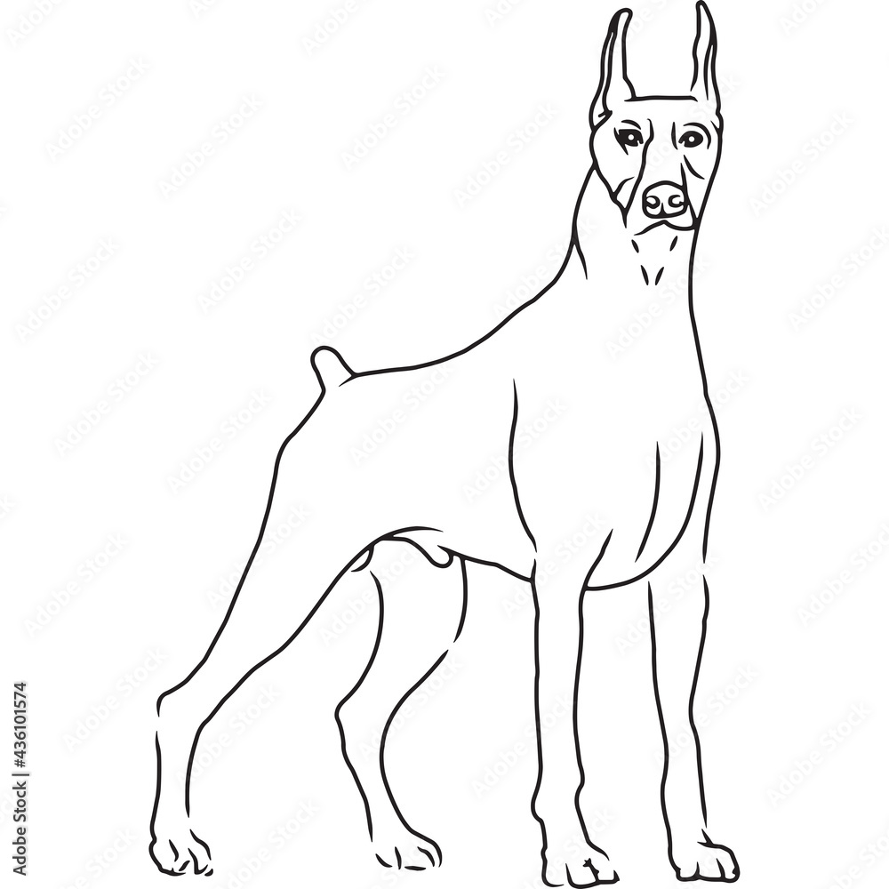 Doberman Pinscher Dog, Hand Sketched Vector Drawing