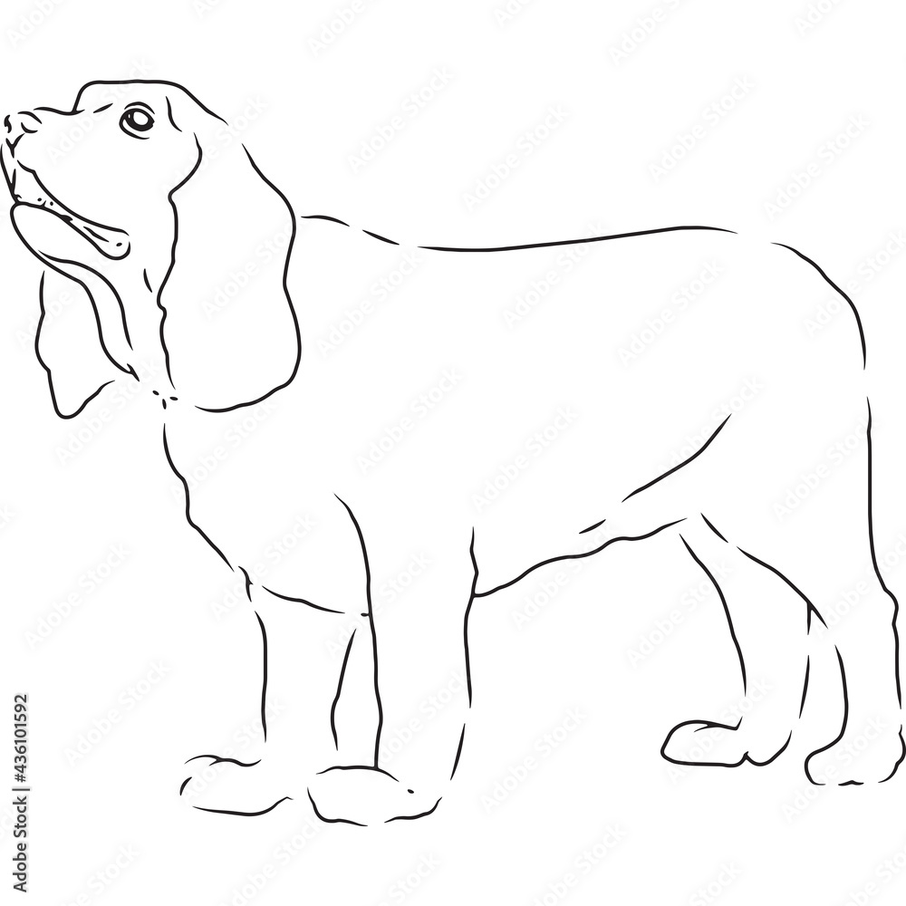 English Cocker Spaniel Dog, Hand Sketched Vector Drawing