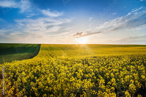 rapeseed field with setting sun in the evening and dramatic clouds.