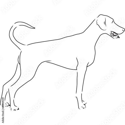 Doberman Dog  Hand Sketched Vector Drawing