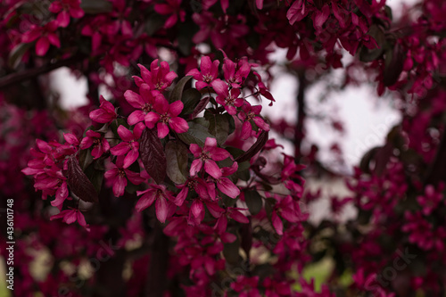 Close-up of scarlett apple tree blooming with numerous pink flowers, ornamental urban plants. photo