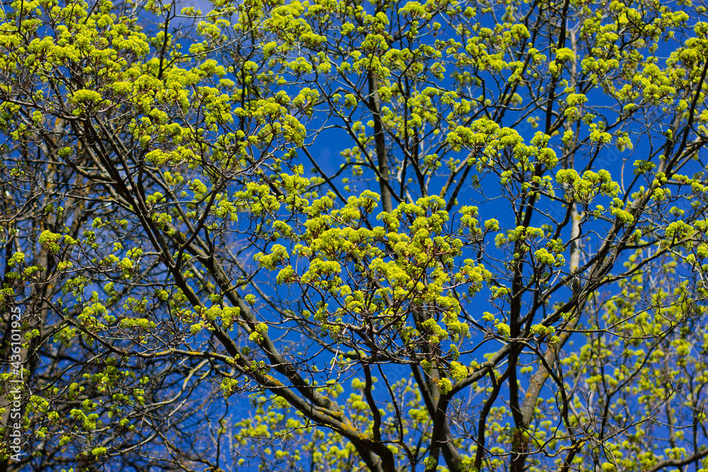Maple blooms in May. Blue bright sky, wallpaper or design