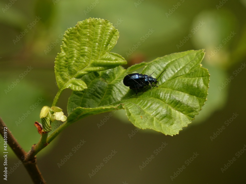 Alder leaf beetles (Agelastica alni) mating on green alder tree leaf, Poland Alder leaf beetles (Agelastica alni) mating on green alder tree leaf, Poland