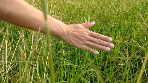 hand touching green grass blooming white  In the evening outdoors, give the idea of ​​immersing yourself in nature.  feel relaxed 
