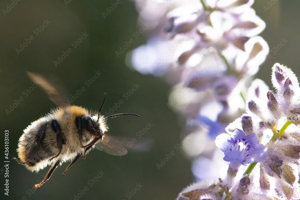 A bumble-bee fly around a lavandula flower on a garden. A bumble-bee fly around a lavandula flower on a garden.