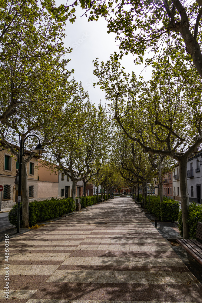 empty alley with trees in a small spanish town on a spring day
