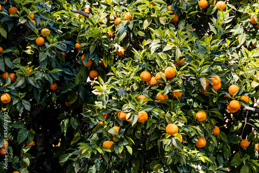 manaryn tree with orange fruits against the background of herb leaves