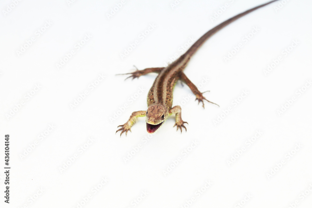 Fototapeta premium Zawitała do ogrodu, grzecznie pozowała i poszła dalej w świat.