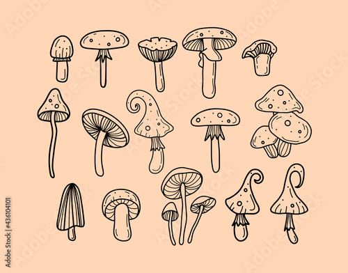 Hand drawn mushrooms vector illustrations. Mushrooms and fungus vector