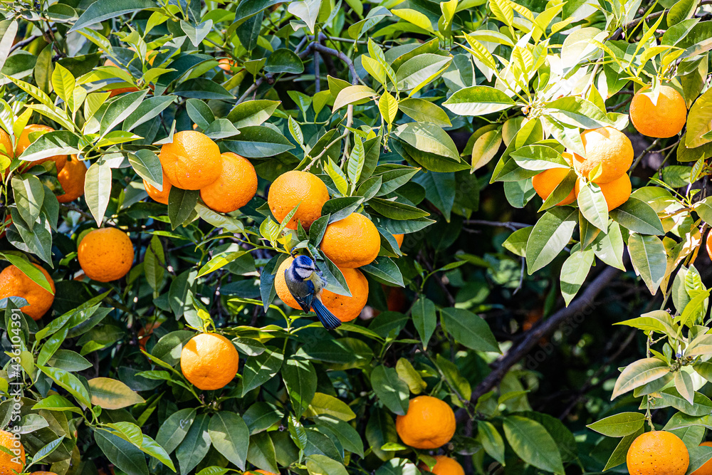 manaryn tree with orange fruits against the background of herb leaves with a blue tit bird