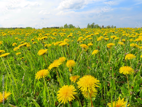 Field full of yellow dandelions on bright sunny summer day
