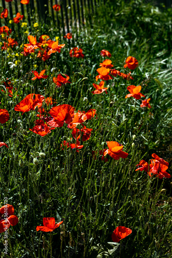 meadow full of blooming red poppies on a green grass background with a warm spring day