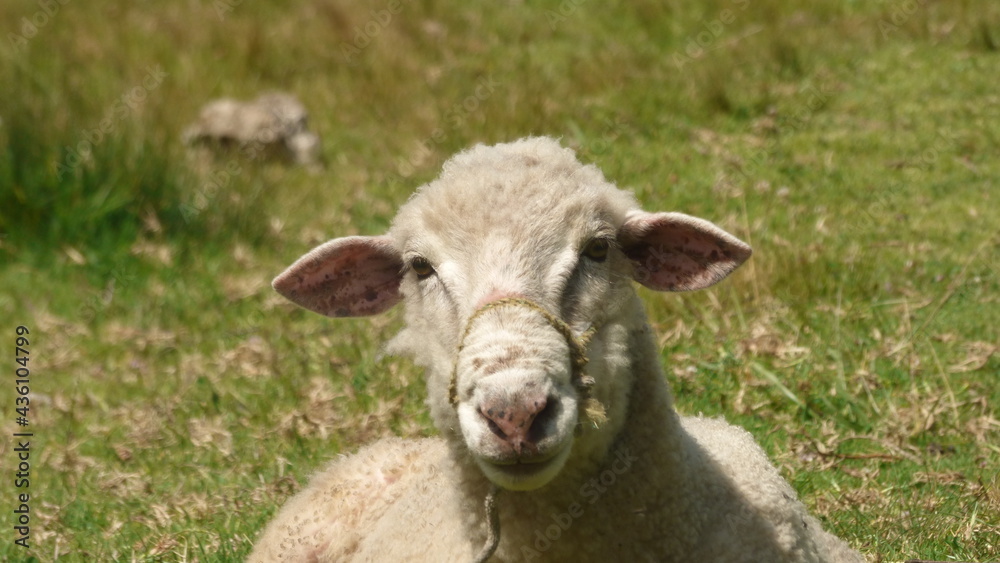 Close up portrait of Colombian sheep. sheep staring at the camera.


