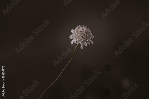 l little bright field flower on a brown background close-up