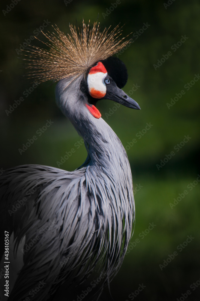 Fototapeta premium Proud arrogant bird crowned crane with a feather crown on a dark green