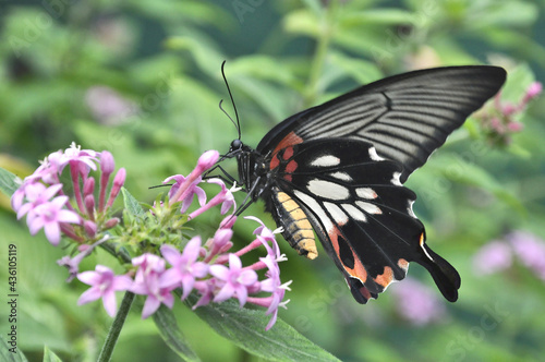 Female form of Common Mormon Butterfly (Papilio polytes) feeding on nectar from pink blossoms of Latana flower. This colorful butterfly is widely distributed across Asia. photo