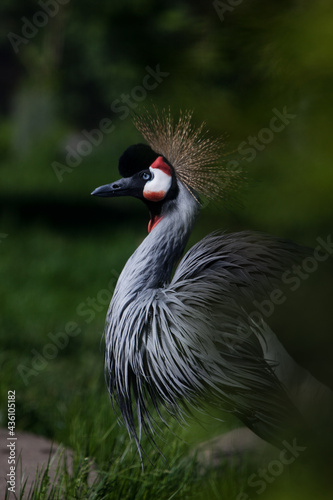 Curved neck of a crowned crane on a dark green background African bird profile