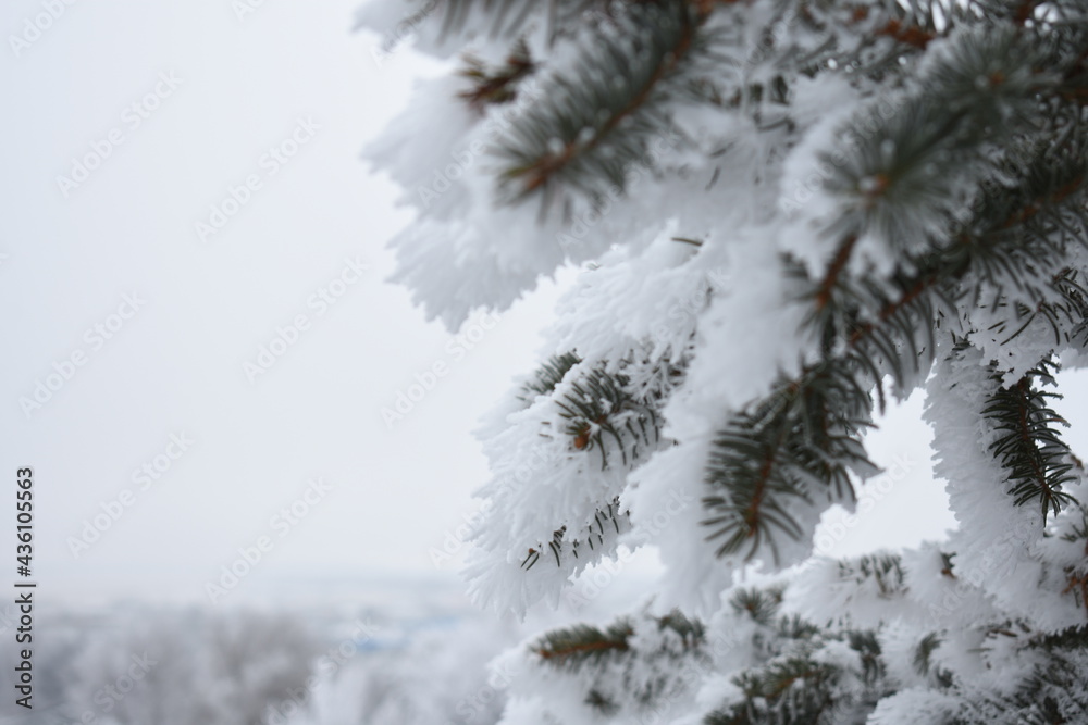 Branches Covered in Frost