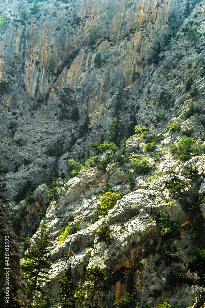 High mountains and green pine forest in the afternoon in summer High mountains and green pine forest in the afternoon in summer