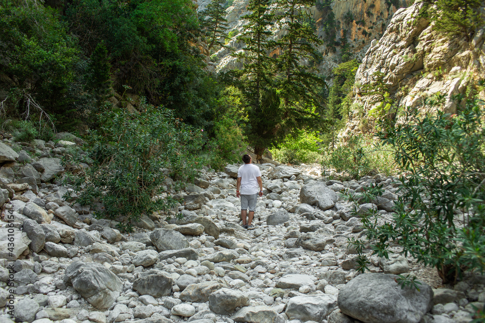 High mountains and green pine forest in the afternoon in summer High mountains and green pine forest in the afternoon in summer
