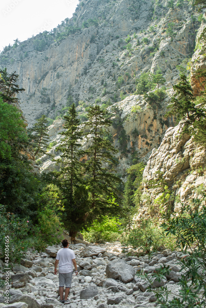 High mountains and green pine forest in the afternoon in summer