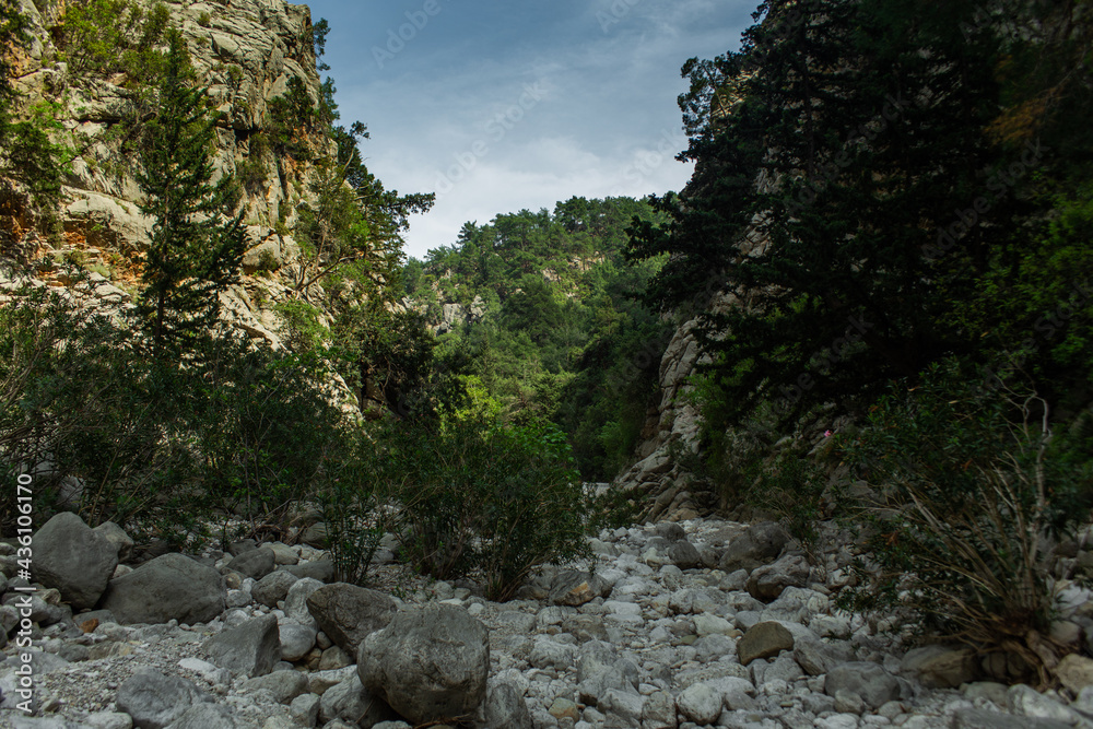 High mountains and green pine forest in the afternoon in summer