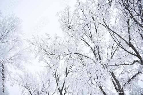 Frosty Trees