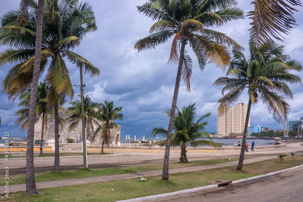 Avenida de palmeras en la Quinta Avenida frente a la costa del La Habana, Cuba