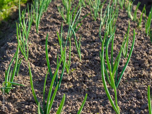 green onions growing in the garden. spring vegetables.