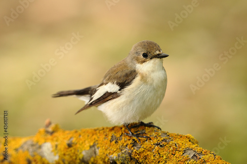 Perched  female Pied flycatcher Ficedula hypoleuca , Malta photo