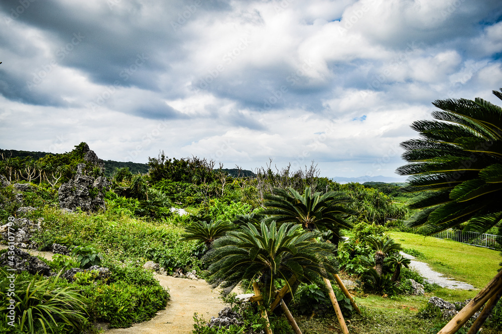 Obraz premium 沖縄の海と空と植物