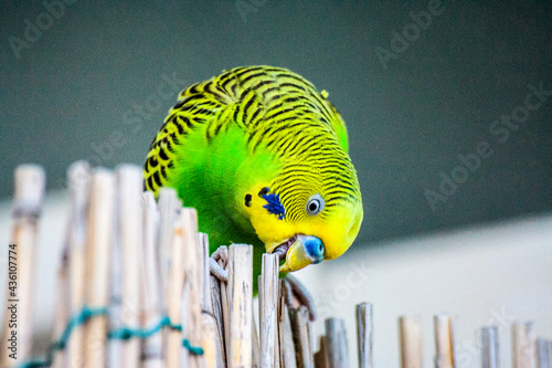 Piccolo pappagallo esotico con piume verdi azzurre e gialle e col becco piccolo, appoggiato su un canneto di bamboo photo