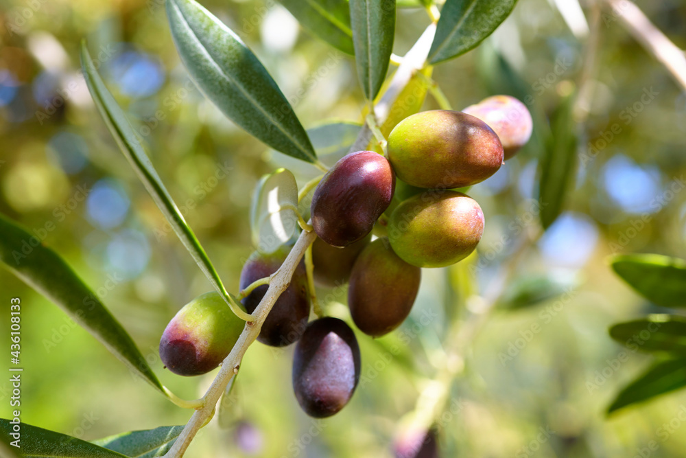 beautiful ripe olives, close-up. beautiful ripe olives, close-up.
