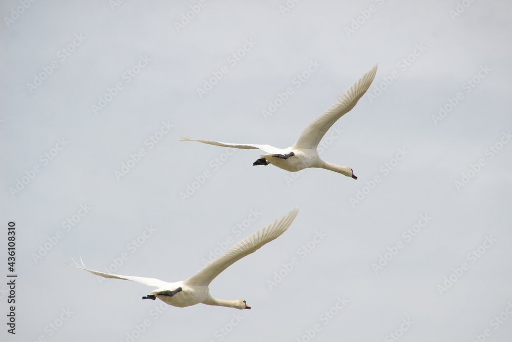 Fototapeta premium Labutě