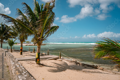 Fotografia Palms in Jamaica decorated with traditional rastafari colors - red, green and gold