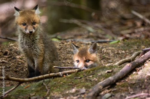 Fuchswelpen im Wald © Nadine Haase