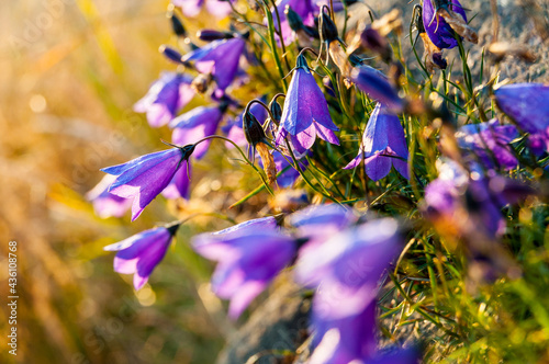 Alpine Bellflower (Campanula alpina Jacq.) Growing on a rock, Bieszczady Mountains, Wołosate photo