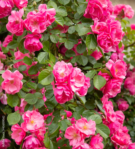 pink hydrangea flowers