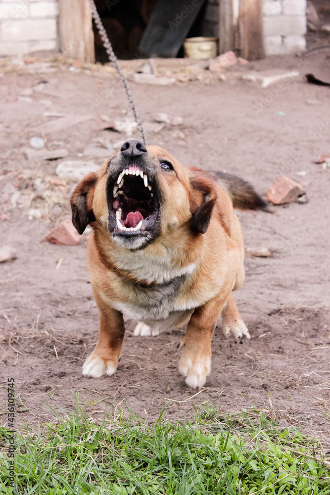 Evil dog on the chain guards his house