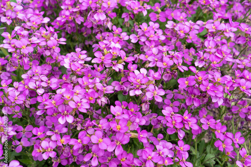 Aubretia or Aubrieta spreading evergreen small violet or purple flowers textured background.