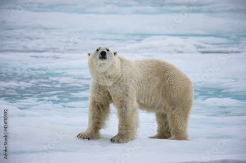 Male polar bear sniffs the air， in Spitsgergen， Norway