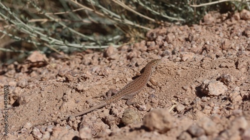 Brown lizard moving on the dry soil in Saint Catherine in Sinai in Egypt