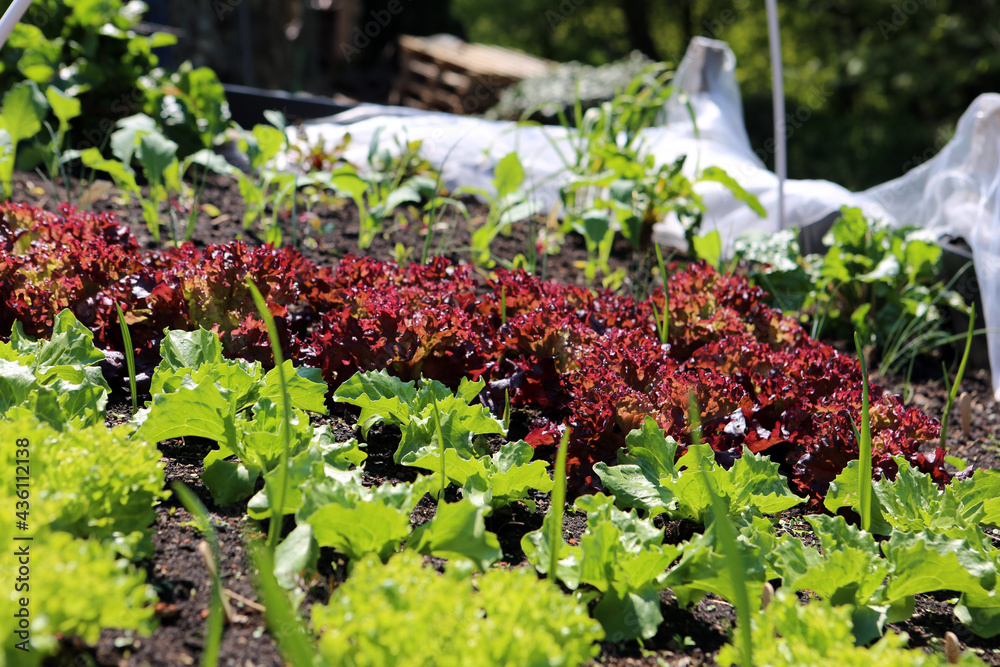 verschiedene Gemüse und Salate gedeihen im Hochbeet verschiedene Gemüse und Salate gedeihen im Hochbeet