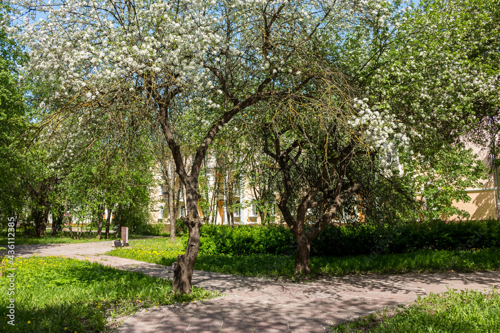 Picturesque city square with blooming apple trees on a sunny day. May 2021, Obninsk, Russia Picturesque city square with blooming apple trees on a sunny day. May 2021, Obninsk, Russia